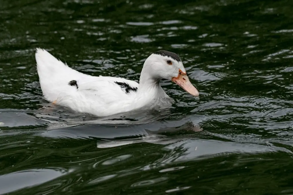 Raising Ducks for Eggs | The Not So Modern Housewife Best Duck Breeds for Eggs - Ancona