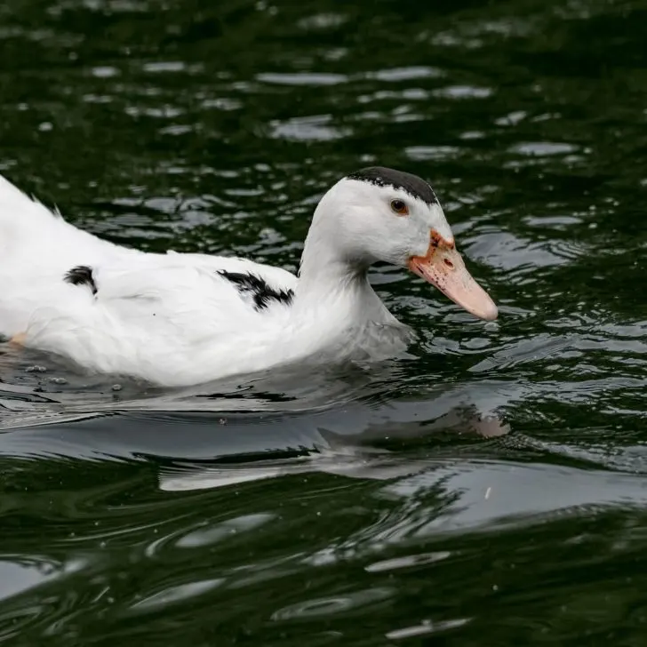 Raising Ducks for Eggs | The Not so Modern Housewife Best Duck Breeds for Eggs - Ancona
