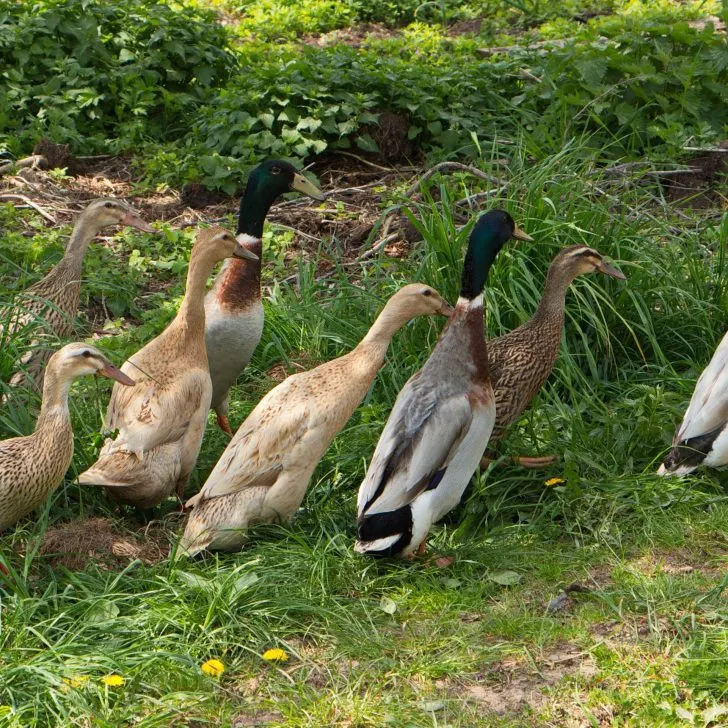 Raising Ducks for Eggs | The Not so Modern Housewife Best Duck Breeds for Eggs - Indian Runner