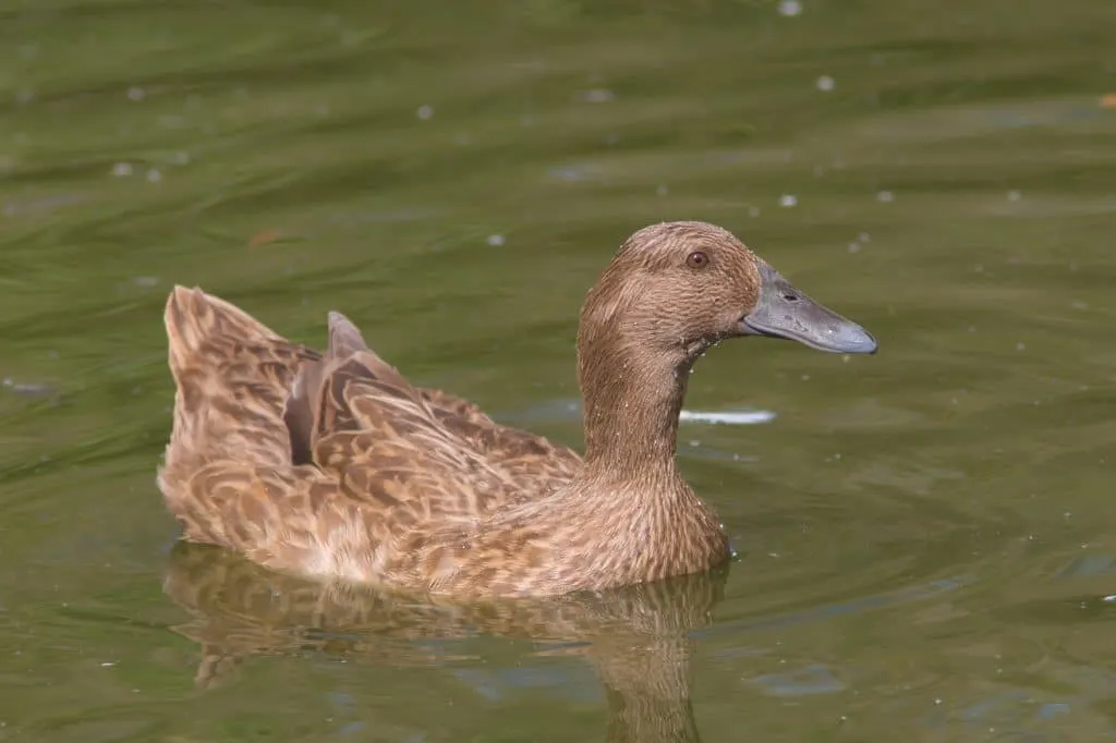 Raising Ducks for Eggs | The Not So Modern Housewife raising ducks for eggs | The Not So Modern Housewife