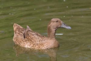 Best Duck Breeds for Eggs - Khaki Campbell