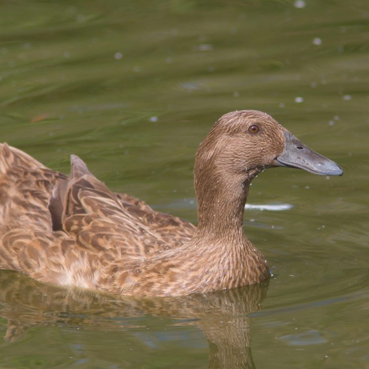 raising ducks for eggs | The Not so Modern Housewife