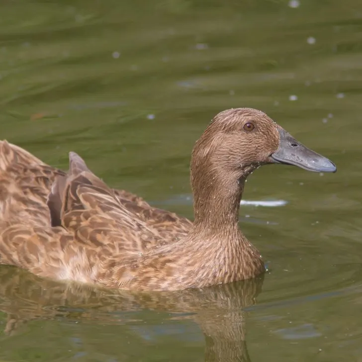 Raising Ducks for Eggs | The Not so Modern Housewife raising ducks for eggs | The Not so Modern Housewife