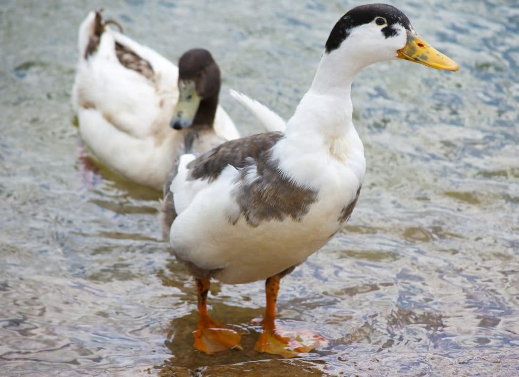 Best Duck Breeds for Eggs - Magpie