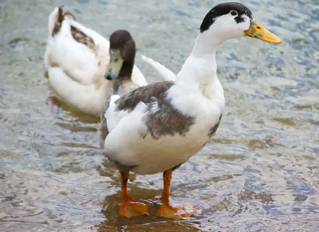 Raising Ducks for Eggs | The Not So Modern Housewife Best Duck Breeds for Eggs - Magpie