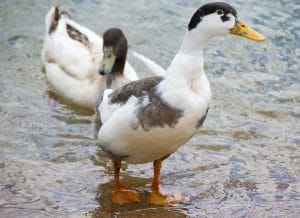 Best Duck Breeds for Eggs - Magpie