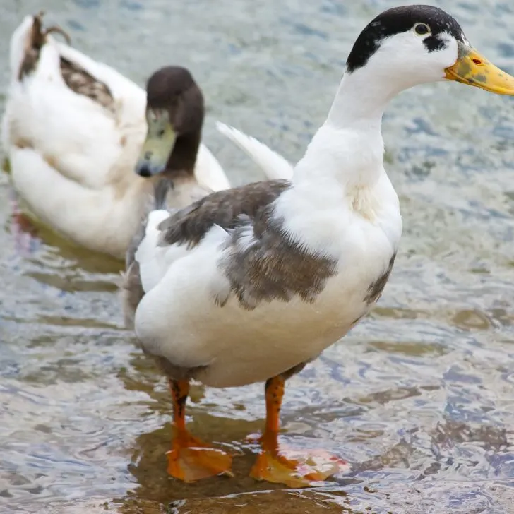 Raising Ducks for Eggs | The Not so Modern Housewife Best Duck Breeds for Eggs - Magpie