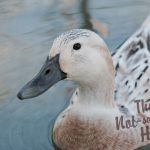 Raising Ducks for Eggs