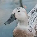 Raising Ducks for Eggs