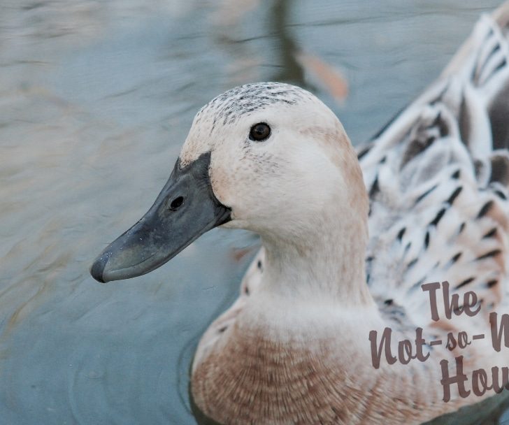 Raising Ducks for Eggs