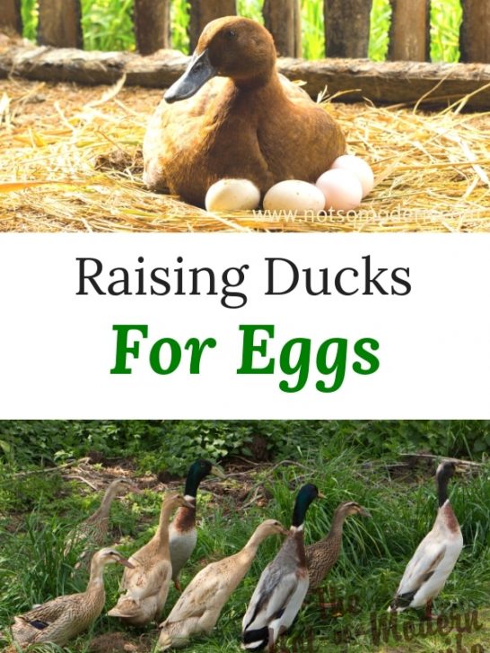 Ducks are often overlooked for their abilities to provide farm fresh eggs. Raising ducks for eggs can provide delicious eggs for eating and baking from a bird that tends to be more hardy than chickens. #fresheggs #raisingducks #ducks #poultry #backyardpoultry #homesteading