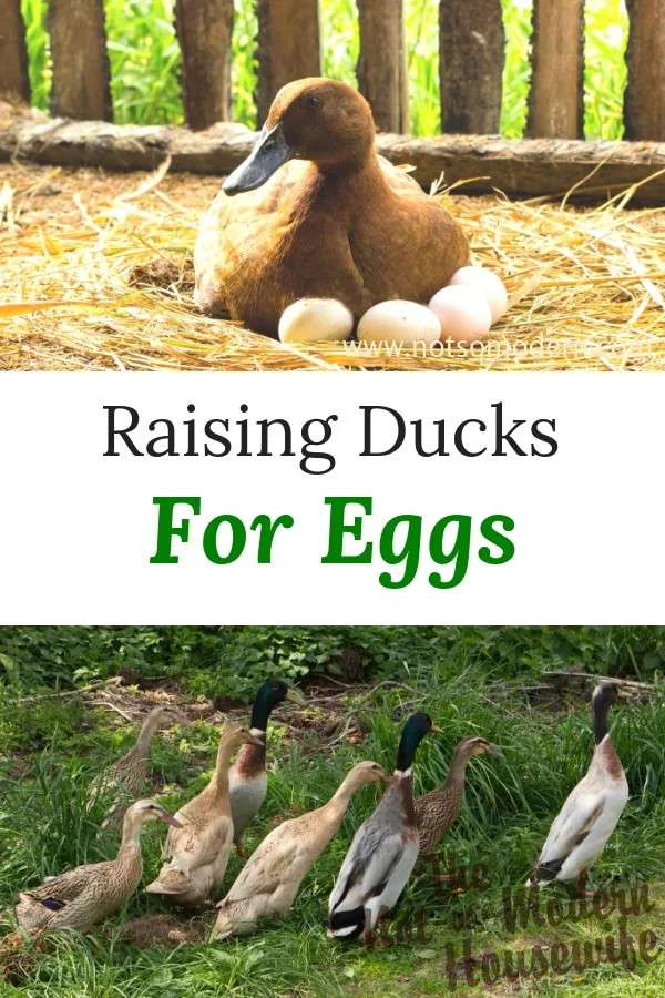 raising ducks for eggs | The Not so Modern Housewife