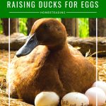 raising ducks for eggs | The Not So Modern Housewife
