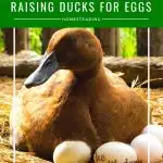 raising ducks for eggs | The Not So Modern Housewife