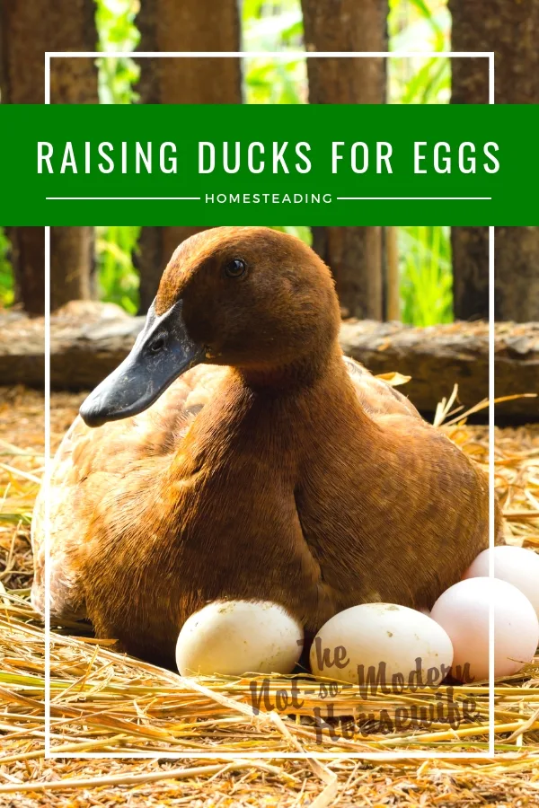 raising ducks for eggs | The Not so Modern Housewife