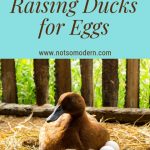 raising ducks for eggs | The Not So Modern Housewife