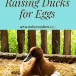 raising ducks for eggs | The Not So Modern Housewife