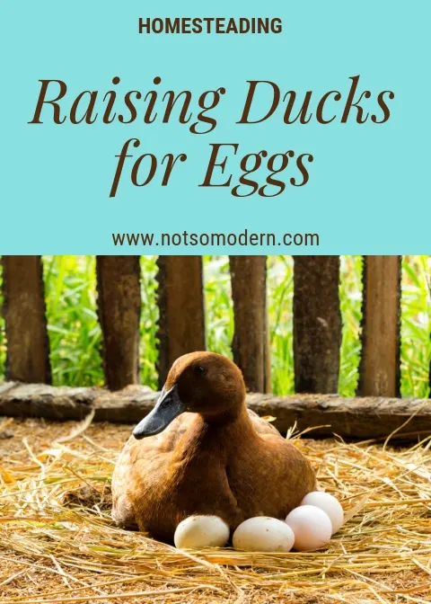 raising ducks for eggs | The Not so Modern Housewife