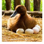 raising ducks for eggs | The Not So Modern Housewife