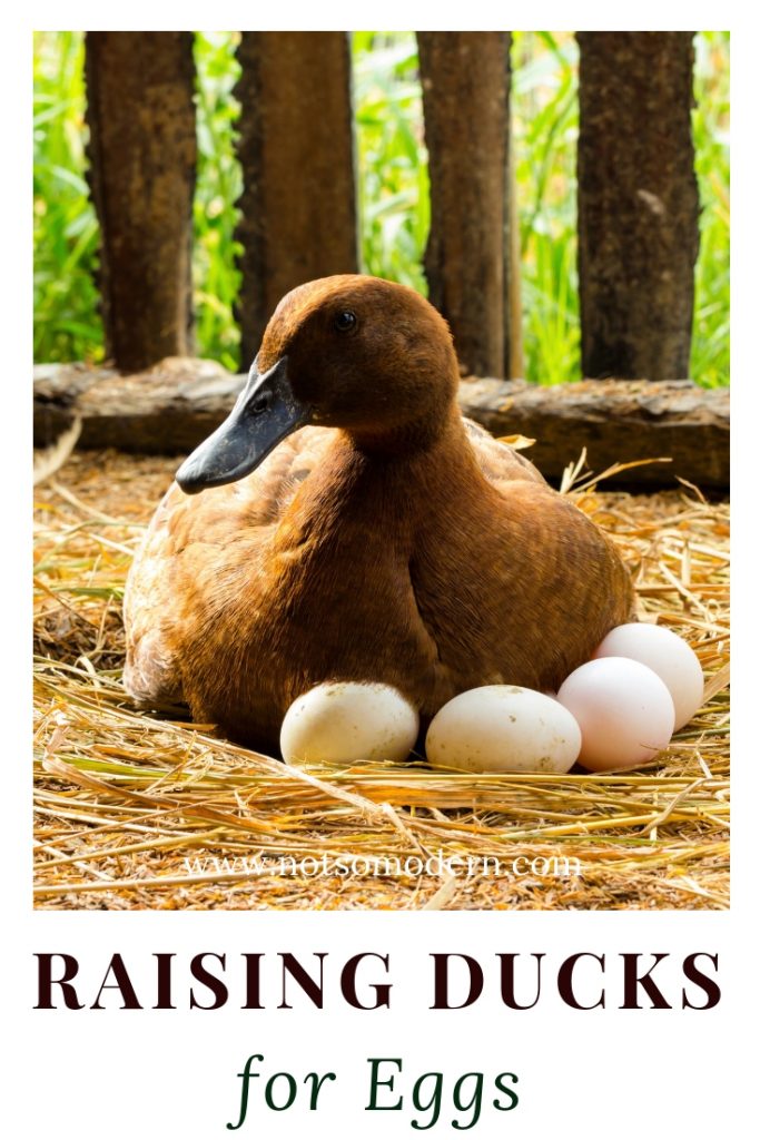 raising ducks for eggs | The Not so Modern Housewife