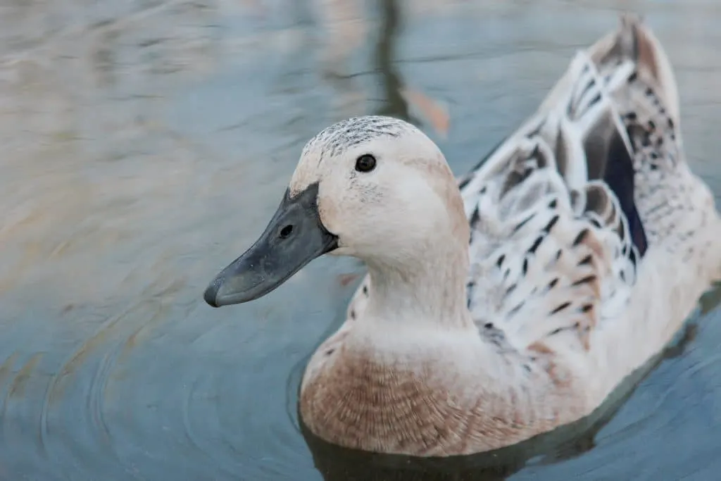 Raising Ducks for Eggs | The Not So Modern Housewife Best Duck Breeds for Eggs - Welsh Harlequin