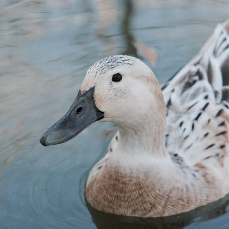 Best Duck Breeds for Eggs - Welsh Harlequin