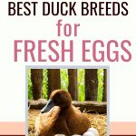 raising ducks for eggs | The Not So Modern Housewife