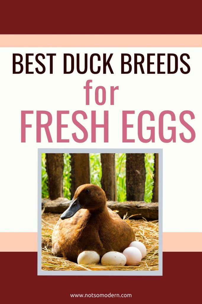 raising ducks for eggs | The Not so Modern Housewife