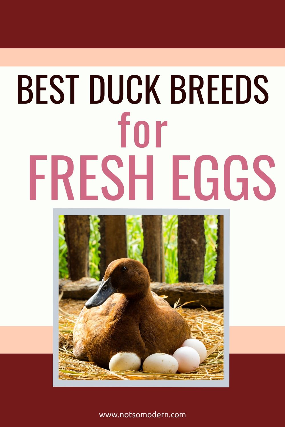 Raising Ducks for Eggs