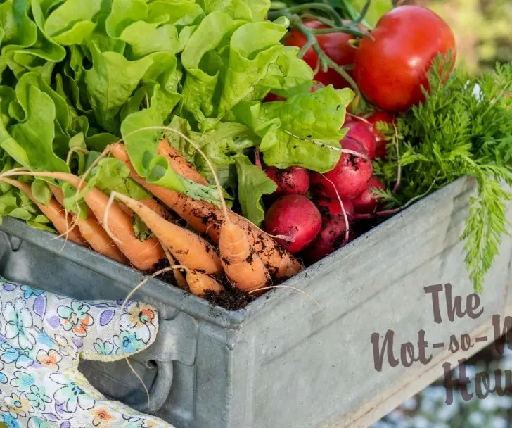 Gloved hands holding a box of vegetables with dirt - 8 Ways to Become a Producer Instead of a Consumer