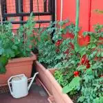 10 Best Planters for Your Container Garden
