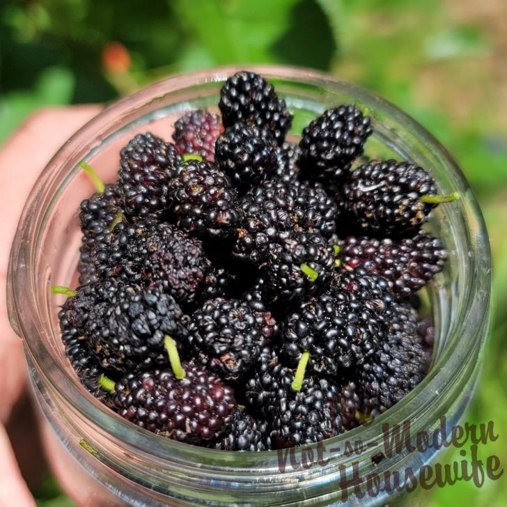 fresh black mulberries