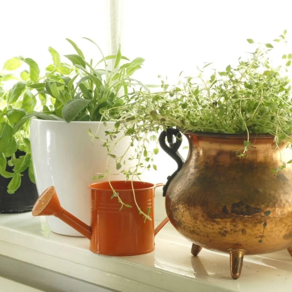 4 Steps to Selecting the Perfect Containers for Vegetable Gardening | The Not So Modern Housewife containers for vegetable gardening