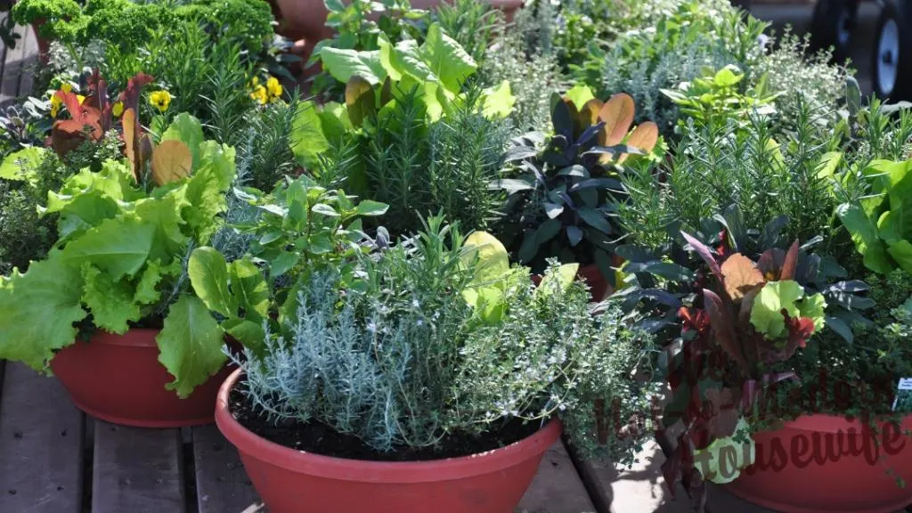 4 Steps to Selecting the Perfect Containers for Vegetable Gardening | The Not So Modern Housewife How to Select Containers for Your Vegetable Garden