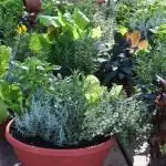 4 Steps to Selecting the Perfect Containers for Vegetable Gardening
