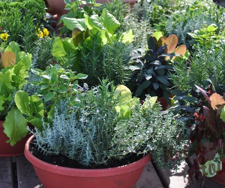 How to Select Containers for Your Vegetable Garden