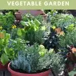How to Select Containers for Your Vegetable Garden