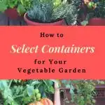 How to Select the Best Containers for Your Vegetable Garden