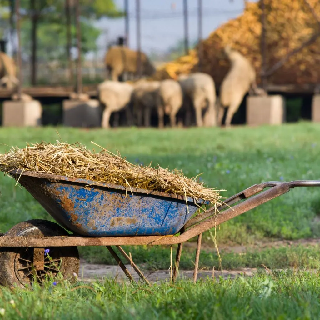Cheap Compost: Where To Get It And What To Watch For | The Not So Modern Housewife sheep with wheel barrow of manure and soiled bedding - Cheap Compost: Where To Get It And What To Watch For