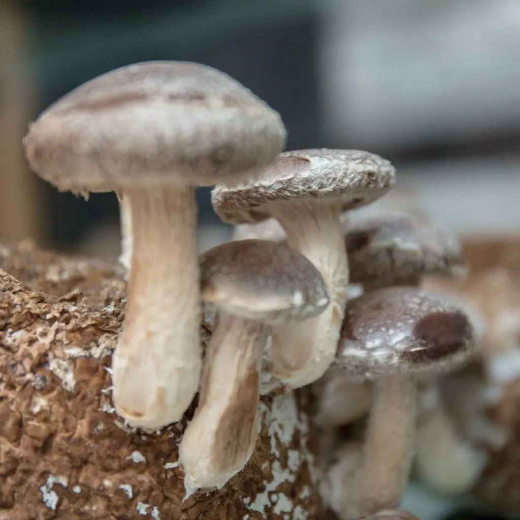 mushrooms growing - Cheap Compost: Where To Get It And What To Watch For