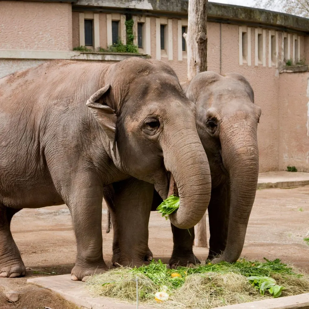 Cheap Compost: Where To Get It And What To Watch For | The Not So Modern Housewife elephants at the zoo - Cheap Compost: Where To Get It And What To Watch For