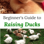 raising ducks for beginners | The Not So Modern Housewife