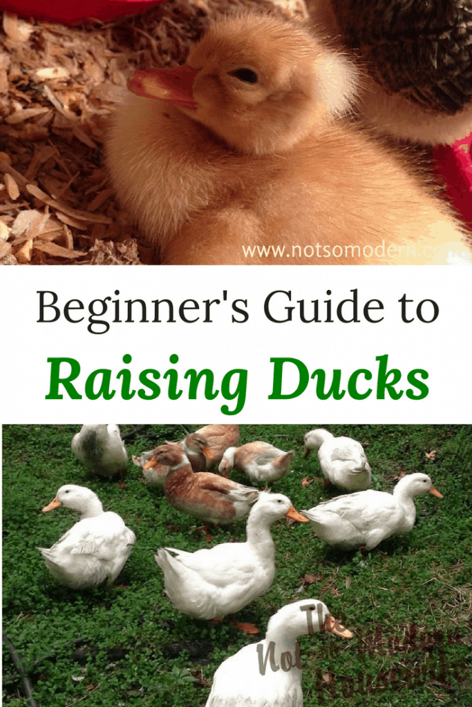 raising ducks for beginners | The Not so Modern Housewife