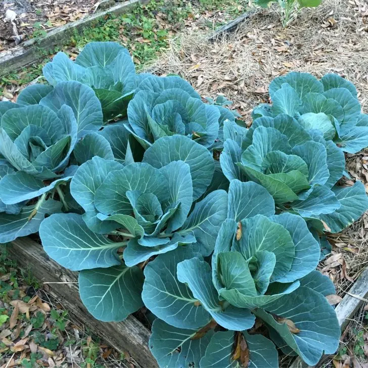 Green garden cabbages - advantages of no-till lasagna gardening