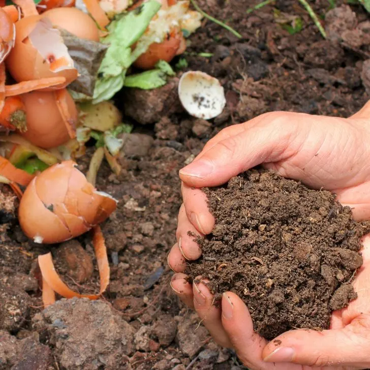 finished compost in cupped hands - benefits of composting - how to compost