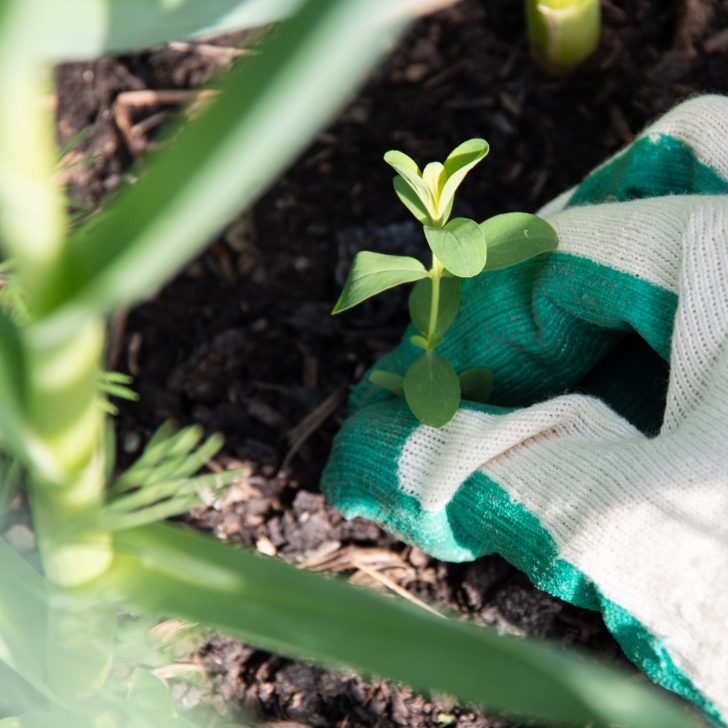 weeds present while lasagna gardening