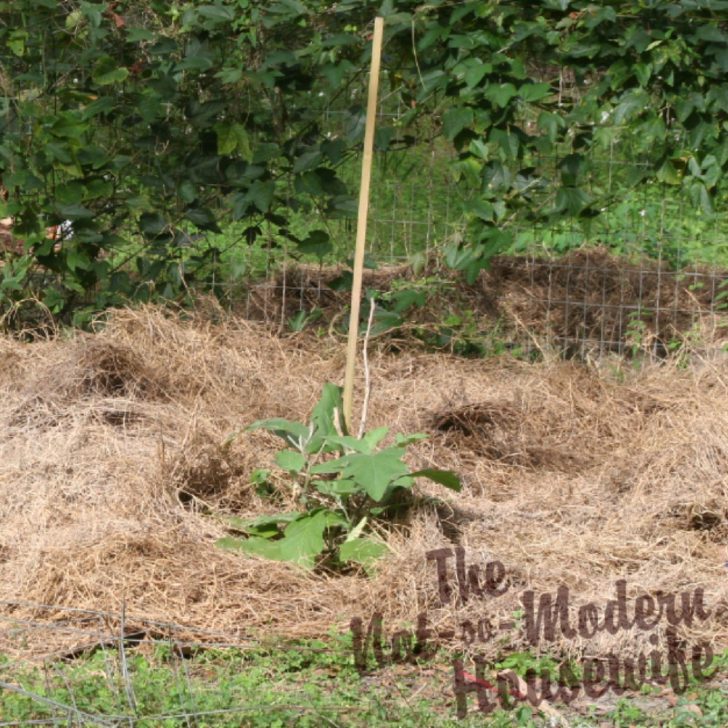 Lasagna gardening - using hay as garden mulch