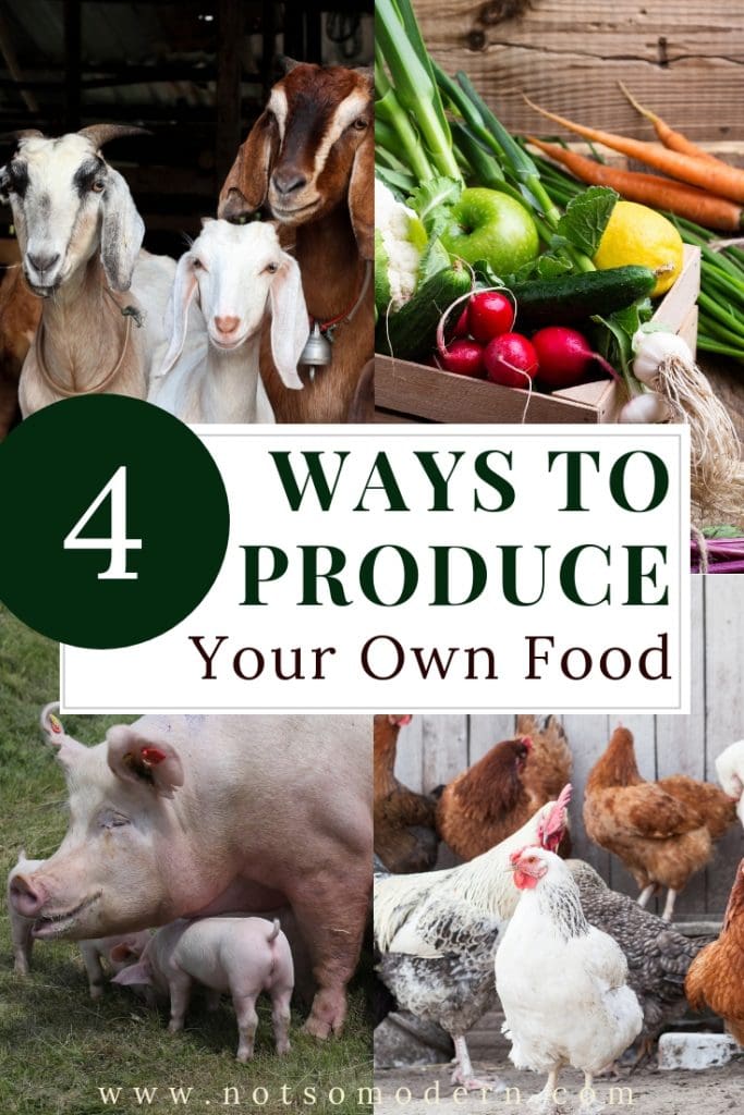 4 Ways to Grow Your Own Food