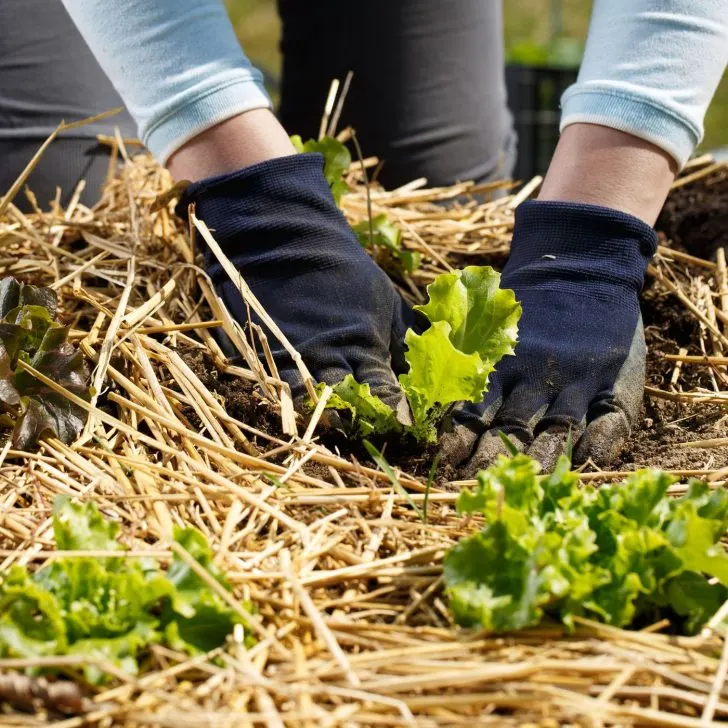 Planting seedlings in the lasagna garden