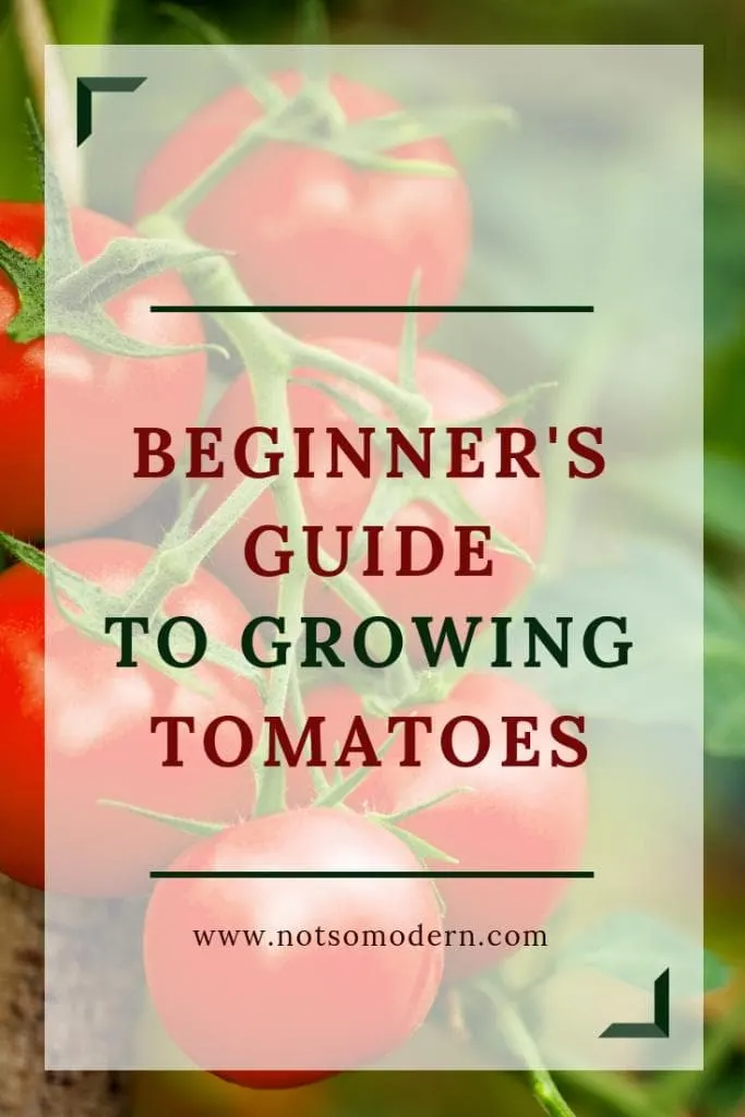 growing tomatoes | The Not so Modern Housewife